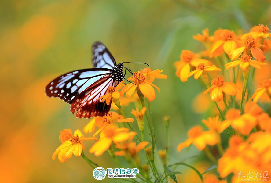 沉浸在花海中的蝴蝶 彩龙网友清山客 摄